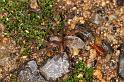 Clubiona_lutescens_D4878_Z_90_Les Gris_Frankrijk